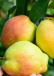 Продаємо саджанці яблуні на підщепі мм-106 та м9- фото № 5