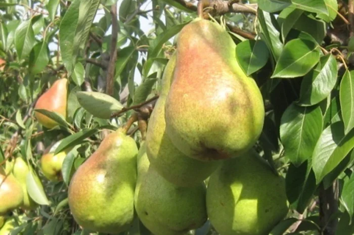 Продаємо саджанці яблуні на підщепі мм-106 та м9- фото № 6