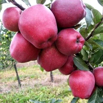 Саджанці яблунь сорт Ред Чіф- фото № 1