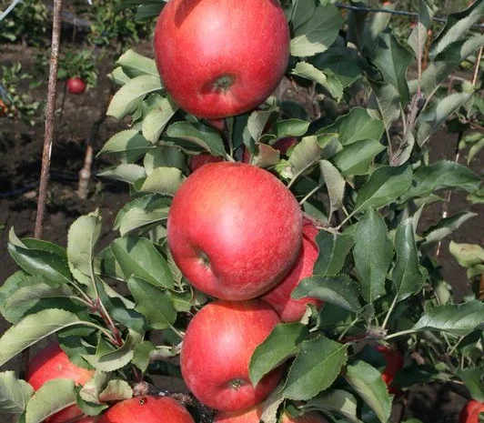 Чемпіон Рено- фото № 1