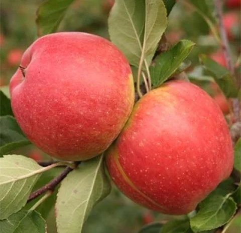 Чемпіон Рено- фото № 2