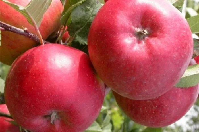 Сорт яблуні Ред Топаз- фото № 4