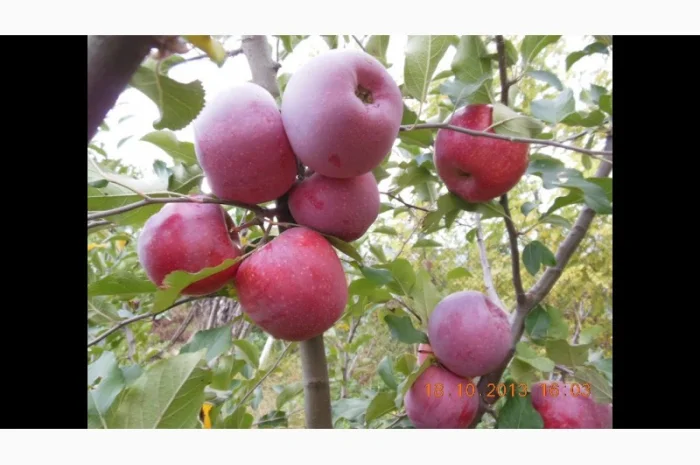 Саджанці яблунь Флоріна- фото № 2