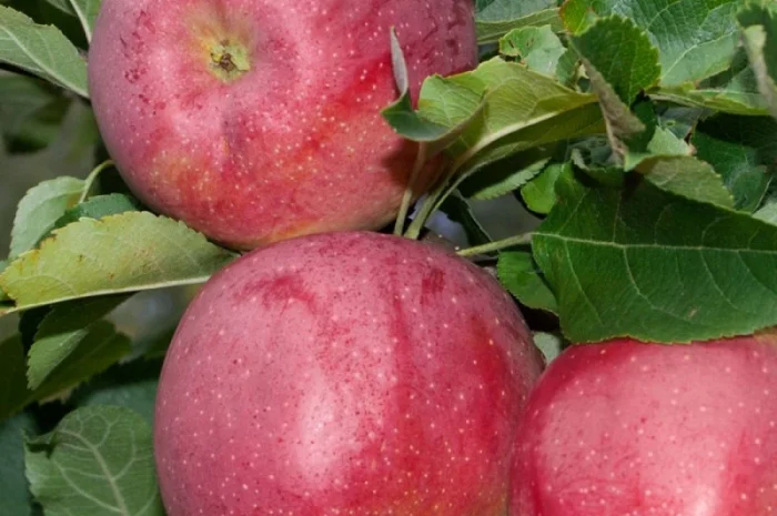 Саджанці яблунь Флоріна- фото № 4