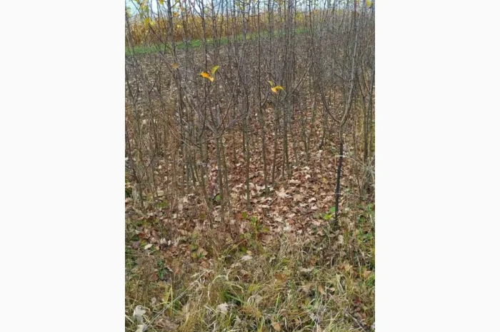 Продам двухгодичные саженцы яблок высшей категории на 106 -й корень- фото № 1