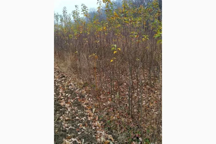 Продам двухгодичные саженцы яблок высшей категории на 106 -й корень- фото № 2