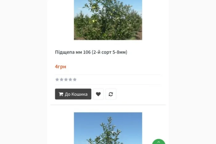 Продам саджанці яблуні- фото № 1