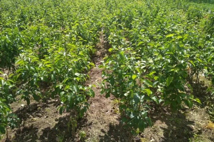 Продам саженцы яблони имунных сортов Сириус, Розелла и др- фото № 1