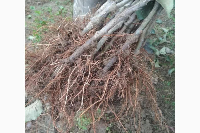 Продам саженцы яблони имунных сортов Сириус, Розелла и др- фото № 2