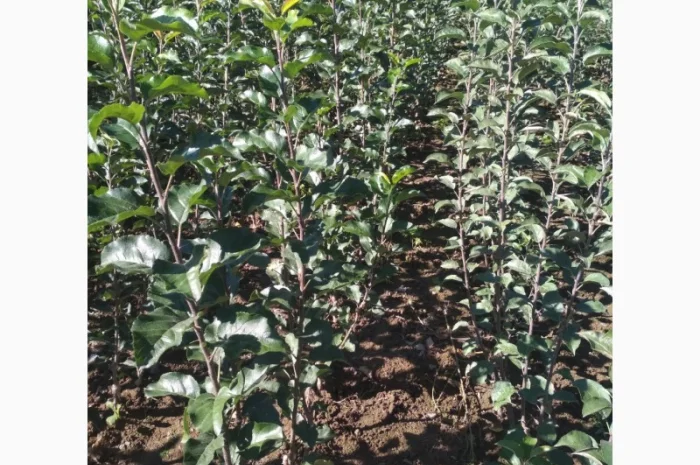 Продам саженцы яблони имунных сортов Сириус, Розелла и др- фото № 3