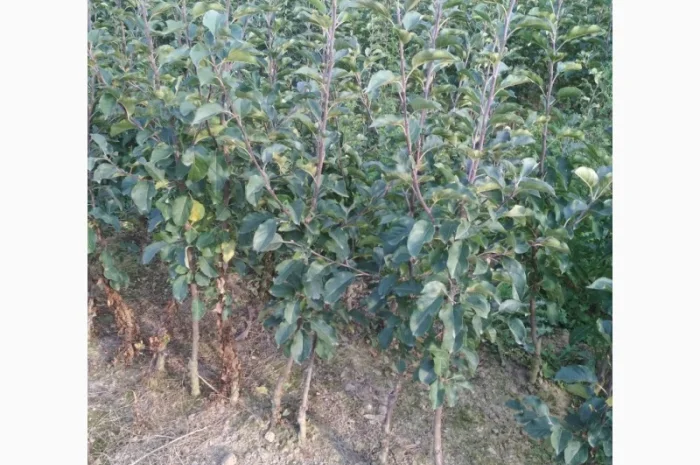 Продам саженцы яблони имунных сортов Сириус, Розелла и др- фото № 4