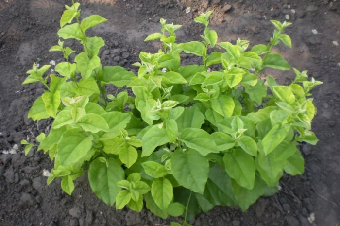 Подвой, айва S1 на летнюю окулировку, 4-7 мм- фото № 1