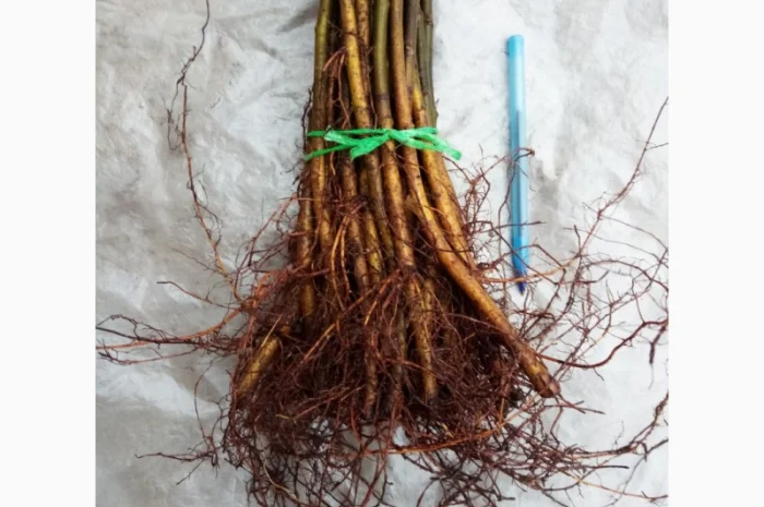 Подвой, айва S1 на летнюю окулировку, 4-7 мм- фото № 2