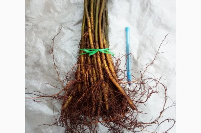 Подвой, айва S1 на летнюю окулировку, 4-7 мм- фото № 3