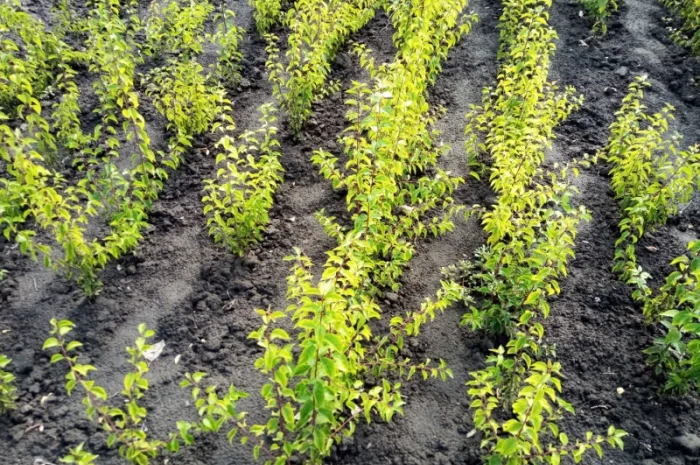 Сіянці аличі для персика, нектарина, сливи- фото № 1