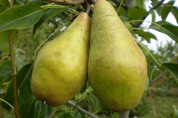 Живці груші, яблуні, абрикоса, черешні, сливи, персика для зимового та весняного щеплення- фото № 1