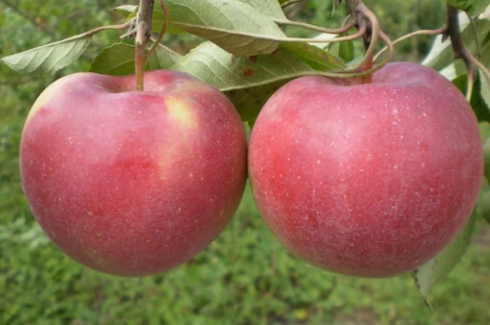 Живці груші, яблуні, абрикоса, черешні, сливи, персика для зимового та весняного щеплення- фото № 2