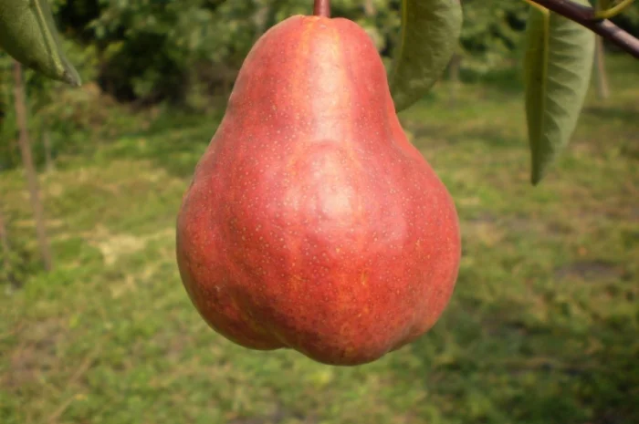 Живці груші, яблуні, абрикоса, черешні, сливи, персика для зимового та весняного щеплення- фото № 3