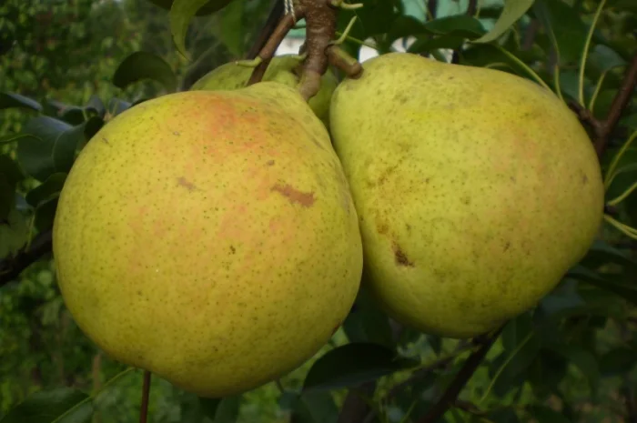 Живці груші, яблуні, абрикоса, черешні, сливи, персика для зимового та весняного щеплення- фото № 4