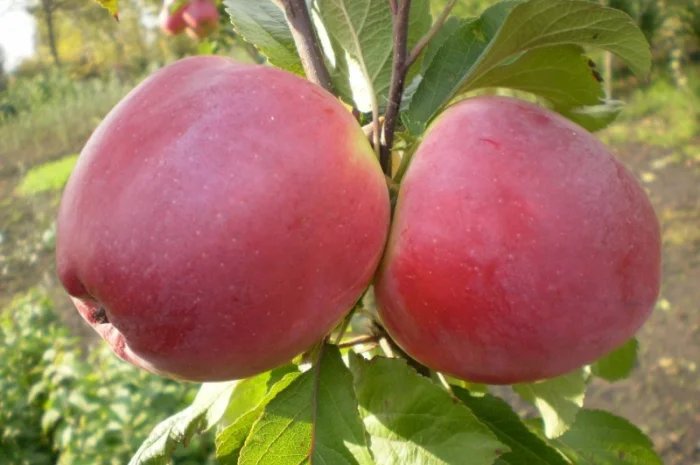 Живці груші, яблуні, абрикоса, черешні, сливи, персика для зимового та весняного щеплення- фото № 5