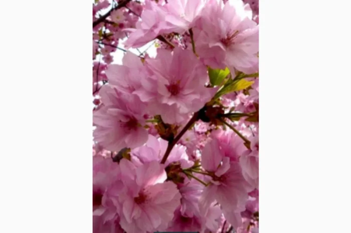 Саженцы декоративной сакуры- фото № 1