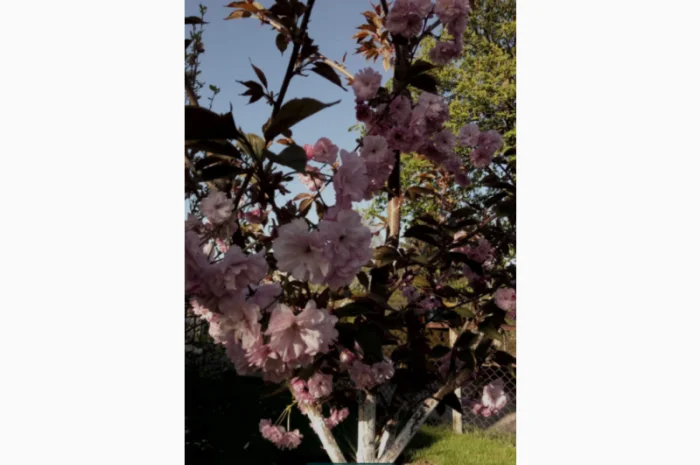 Саженцы декоративной сакуры- фото № 2