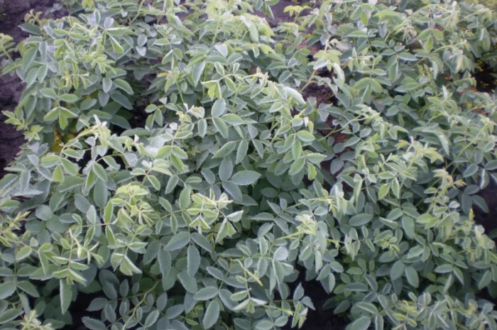 Сеянцы шиповника Донецкий безшипный- фото № 1