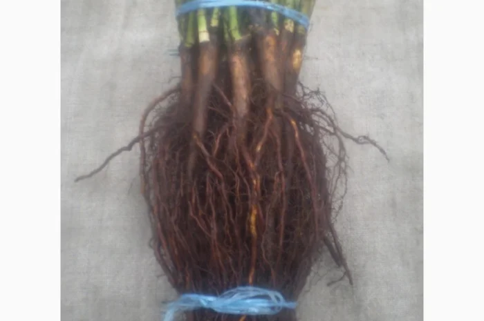 Сеянцы шиповника Донецкий безшипный- фото № 2