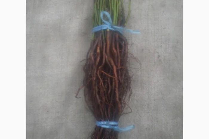 Сеянцы шиповника Донецкий безшипный- фото № 4