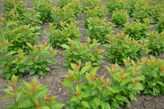 Вегетативні підщепи яблунь, груш, черешень та інших дерев- фото № 1