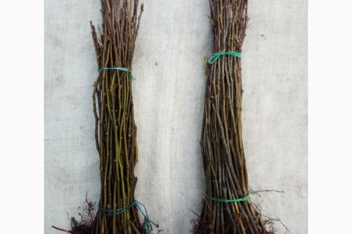 Вегетативні підщепи яблунь, груш, черешень та інших дерев- фото № 9