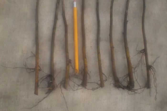 Вегетативні підщепи яблунь, груш, черешень та інших дерев- фото № 2