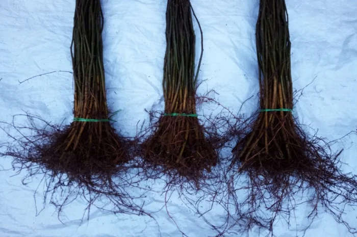 Вегетативні підщепи яблунь, груш, черешень та інших дерев- фото № 4