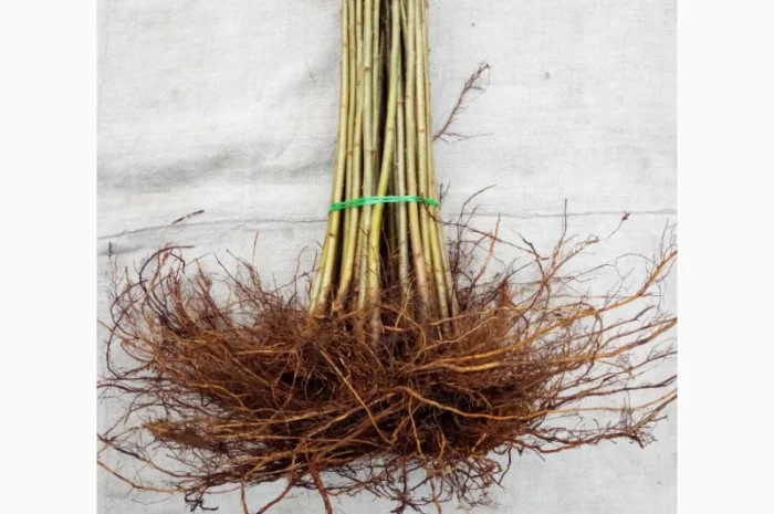 Вегетативні підщепи яблунь, груш, черешень та інших дерев- фото № 6