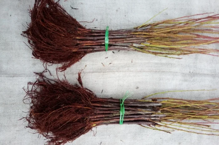 Вегетативні підщепи яблунь, груш, черешень та інших дерев- фото № 7