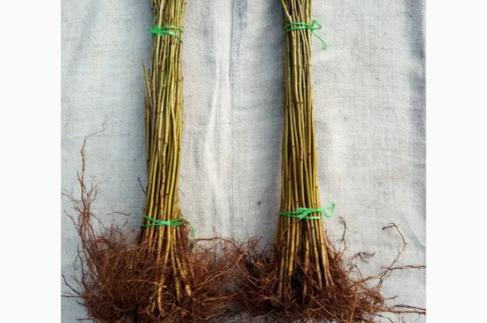 Вегетативні підщепи яблунь, груш, черешень та інших дерев- фото № 8