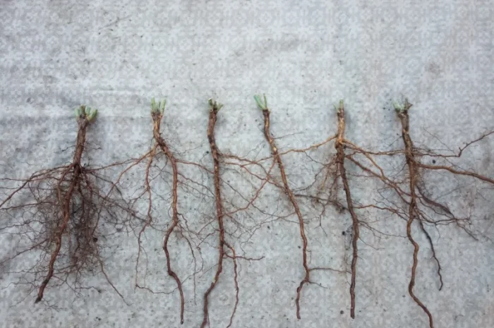 Сіянці шипшини Лакса- фото № 1