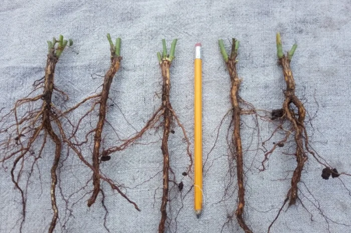 Сіянці шипшини Лакса- фото № 2