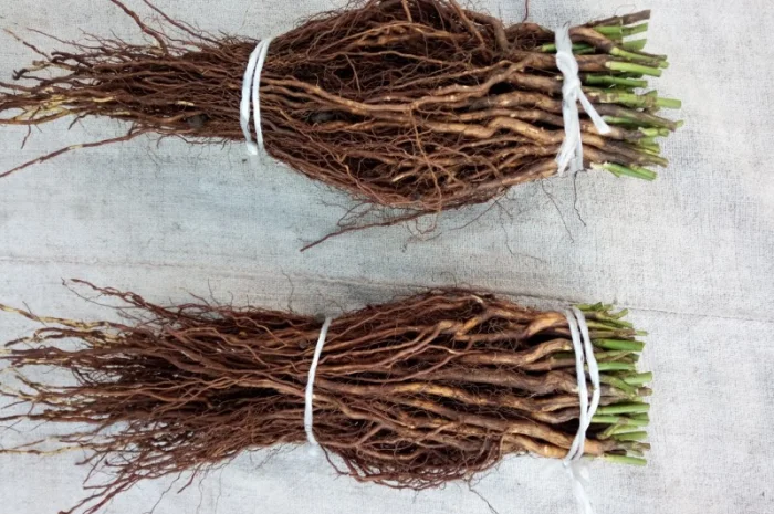 Сіянці шипшини Лакса- фото № 3