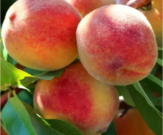 Саджанці персика та сливи на продаж- фото № 1