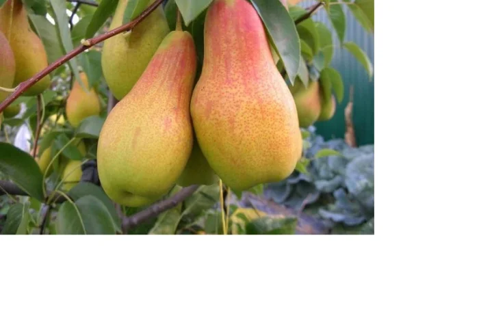 Продаются саженцы высокоурожайных сортов груш- фото № 1