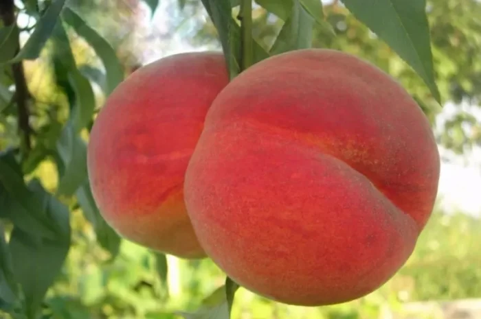 Продаются саженцы высокоурожайных сортов груш- фото № 2