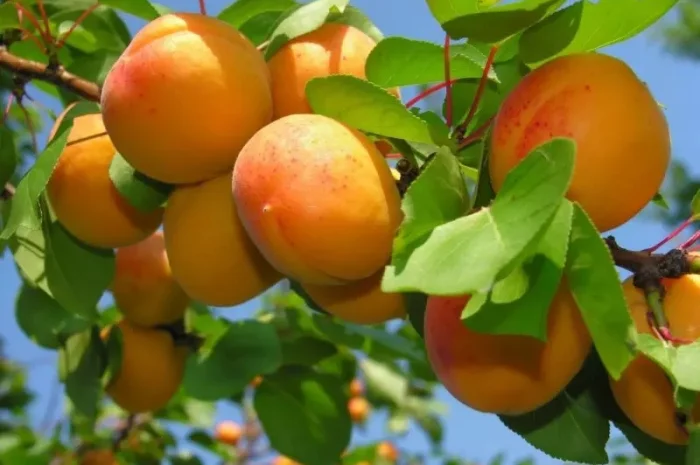 Продаются саженцы высокоурожайных сортов груш- фото № 3