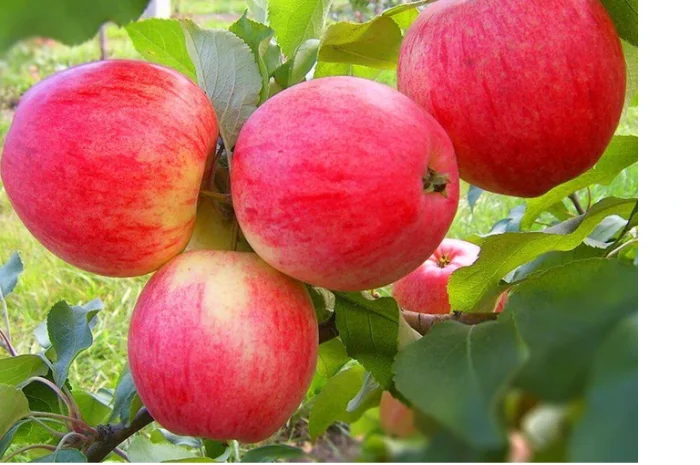 Продаются саженцы высокоурожайных сортов груш- фото № 4