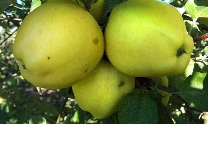 Продаются саженцы высокоурожайных сортов груш- фото № 5