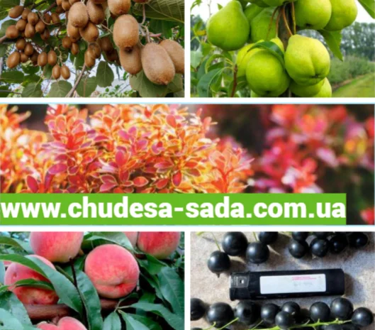 Саджанці яблунь- фото № 1