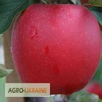Купуйте саджанці крупноплідних абрикосів, персиків, слив та нектаринів. Опт и розница- фото № 5