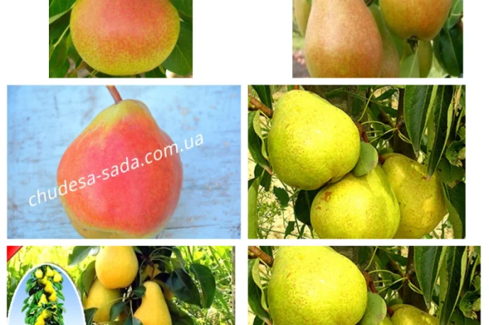 Саженцы груши и айвы: широкий выбор сортов- фото № 1