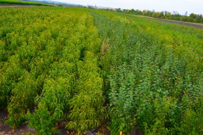 Саженцы груши и айвы: широкий выбор сортов- фото № 2