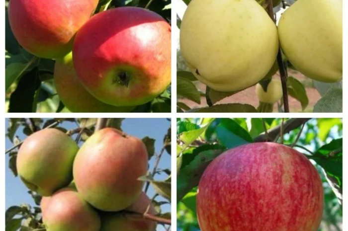 Саженцы груши и айвы: широкий выбор сортов- фото № 3